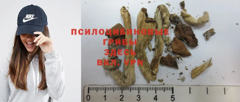 Псилоцибиновые грибы MAGIC MUSHROOMS  как найти наркотики  Киров 